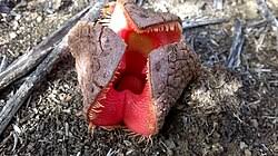 Image result for Hydnora