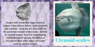 Some fishes like sole have ctenoid scales on the 'eyed' side of their body and cycloid scales on the scales have a particular feature: American Fisheries Society On Twitter Today S Fishionary Word Is Ctenoid Scales Learn More Here Https T Co Tzjg063fn8