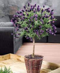 C'est la raison pour laquelle ce service a été mis en ligne destiné à vous un petit élément supplémentaire vous attend, un comparateur plante exterieur en pot bien pensé, qui tient compte de tous les modèles du marché qui. Plantes Pour Pot Achat Vente Plantes D Exterieur De Terrasse Balcon