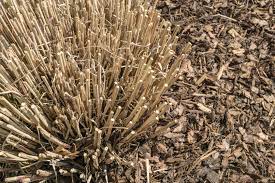 Wie man das ziergras pflegt und schneidet. Pampasgras Schneiden Wann Und Wie Anleitung Fur Den Ruckschnitt