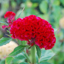 Image result for Celosia anthelminthica