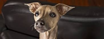 Grey kitchen ideas ukc beagles classifieds near. Breed Profile Archives Fetch Magazine