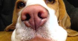 Grey kitchen bin ukcat exam. Kontakt Beagles Of Disney S Clan
