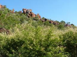 Image result for Acacia ataxacantha