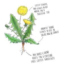 Dandelion seeds are a local specialty item that can be harvested from dandelion plants. Ncc Dissecting The Dandelion