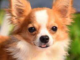 Chihuahua Nao Assusta Ninguem Por Seu Reduzido Tamanho Mas E Um Excelente Companheiro Manual Pet