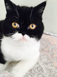 Pin On Adam Eve Hira Alice Alvin Exotic Shorthair Persian Cat