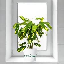 Image result for Ktenante Ctenanthe