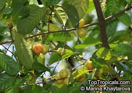 Image result for Garcinia acutifolia
