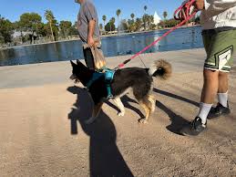 Found two dogs running together