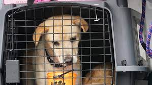 Around this time last year, shelters reported a spike in adoptions as. Pandemic Pups Are Being Returned Months After Their Adoption