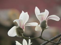 Magnolia Denudata Wikipedia The Free Encyclopedia Magnolia Denudata Magnolia Temple Gardens