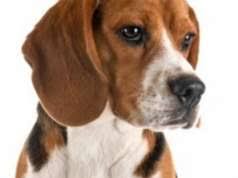 SEGUNDAMANO ahora es vibbo: anuncios de beagle Barcelona ...