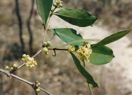 Image result for Garcinia huillensis