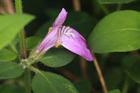 Image result for Justicia diclipteroides
