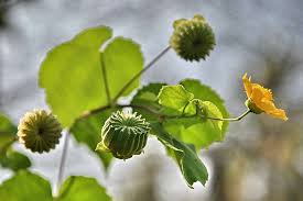 Image result for Abutilon indicum