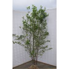 エゴの木 株立ち 約２m エゴノキ 美樹形株 ego20k 大福樹苗園 通販 yahoo ショッピング 庭 木 シンボルツリー 木