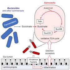 An Oxidative Central Metabolism Enables Salmonella To Utilize Microbiota Derived Succinate Sciencedirect