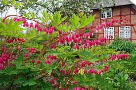 About to the size of a human adults fist, give or take a little sizing. How To Grow Bleeding Hearts Gardener S Path