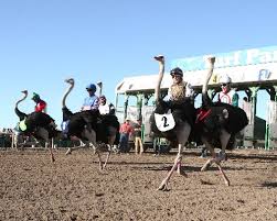 Where did the zebras, ostriches & camels come from? Latest News Turf Paradise