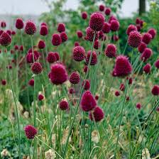 It's a great choice for growing in a mixed herbaceous border among ornamental grasses, or gravel gardens. Drumstick Allium Allium Sphaerocephalon American Meadows