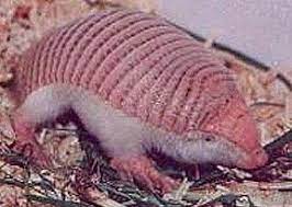 God S Creatures Pink Fairy Armadillo Fairy Armadillo Armadillo