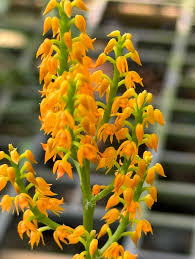 Image result for Polystachya undulata