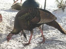 Pin On Birds