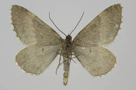 Image result for Entephria byssata