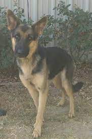 Maybe you would like to learn more about one of these? Sosha Is A 2 3 Year Old Female German Shepherd Looking For Her Forever Home She Will Be Available Tues German Shepard Puppies Female German Shepherd Pet Day
