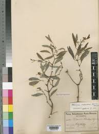 Image result for Rhoicissus revoilii