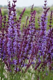 We did not find results for: Salvia X Sylvestris Dear Anja Or Any Salvia As The Bees Love Them Salvia Salvia Plants Plants Uk