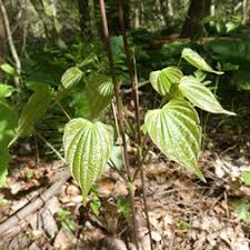 Image result for Dioscoreaceae