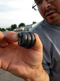Snake with baby bird in mouth, Elsie Michigan