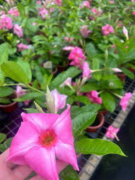 Image result for dipladenie amonea