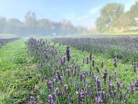 Lavender Festival