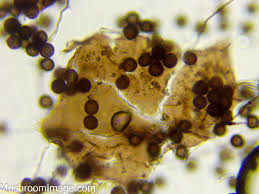 Image result for Melanospermum