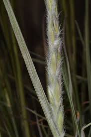 Image result for Elionurus