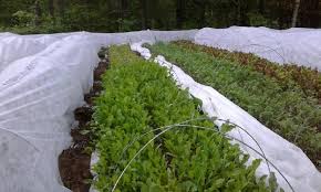 Extend your growing season with agribon. Agribon In The Garden Runamuk Acres Conservation Farm