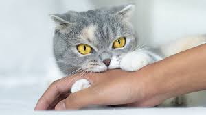 Image result for Cat Bite