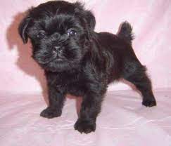 Affenpinscher Puppies For Sale Affenpinscher Puppy Puppies Affenpinscher