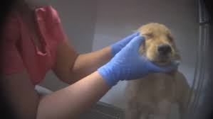 All at the tips of your fingers! Frisco Passes Tougher Animal Regulations Four Months After Undercover Sting At Petland