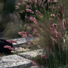 Image result for Melinis nerviglumis