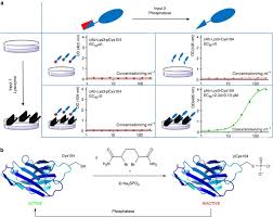 Nonetheless, you will find that the latest digital frames support bmp and png, so unless you will load the frame's memory card with inordinate quantities of photos. Creation Of A Gated Antibody As A Conditionally Functional Synthetic Protein Nature Communications