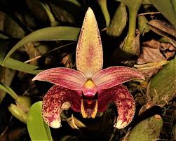 Image result for Bulbophyllum josephi