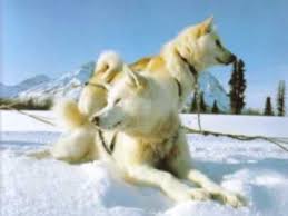 Ben Colder Don T Go Near The Eskimos Parody Of Son Don T Go Near The Indians Funny Songs Parody Songs Silly Songs