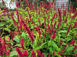 Check spelling or type a new query. Duizendknoop Persicaria Bloeiende Vaste Planten Border Tuinen