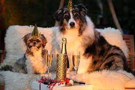 Manche hunde haben ein sehr großes mitteilungsbedürfnis, was für viele nachbarn und hundebesitzer ohne. Hund Bellt Wenn Er Alleine Ist Tipps Fur Hundebesitzer 2021