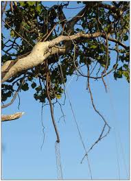 Image result for Tinospora fragosa