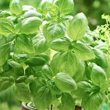Dried basil leaves packed with a wonderful aroma & taste. How To Make The Most Of Basil Season Rachael Ray In Season